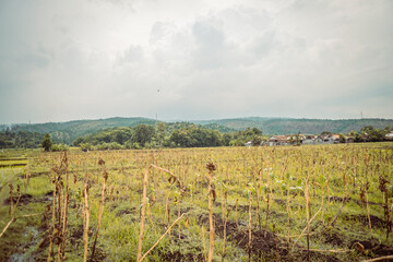 Fototapeta premium field of wheat