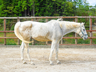 Obraz premium 美しい白馬の全身