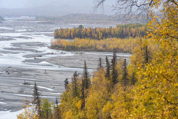 autumn in the forest