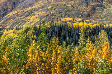 Fall season in the boreal forest of northern Canada with spruce, pine and birch trees. 