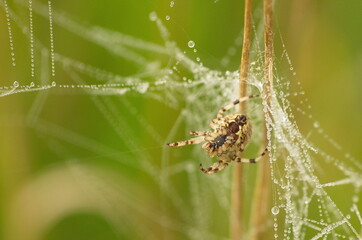 Spider and water drops in a meadow in a cobweb.