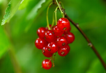 A sprig of red currants. Blurred background. Close-up.