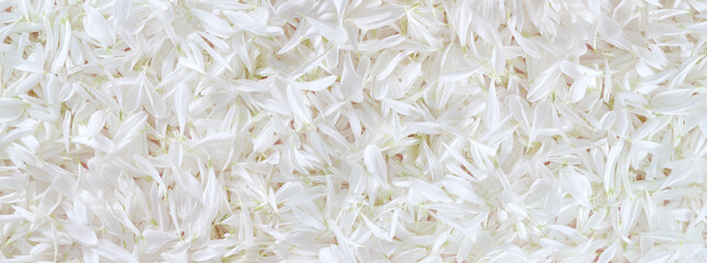 White daisy chamomile flower petals banner background