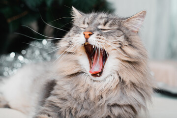 Portrait of yawning gray sleepy cat indoors. Close-up of fluffy pet with wide open mouth resting,...