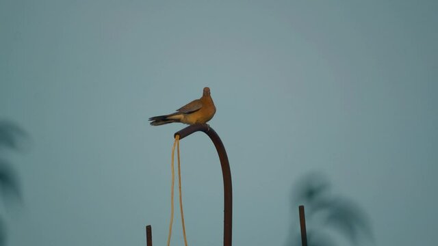 Birds sitting on the antenna