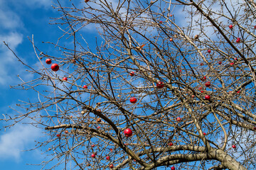 Autumn apple tree with red apples without leaves.
