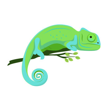 Blue-green chameleon sitting on a branch on a white background, vector illustration.