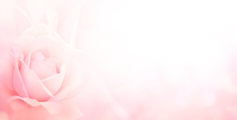 Blurred horizontal background with rose of pink color. Copy space for your text - obrazy, fototapety, plakaty