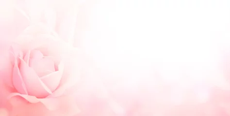 Poster Blurred horizontal background with rose of pink color. Copy space for your text © frenta