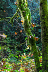 Green Trees with Moss in a Canadian Park in North Vancouver, BC, Canada. 