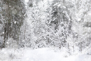 Winter landscape. Forest under the snow. Winter in the park.