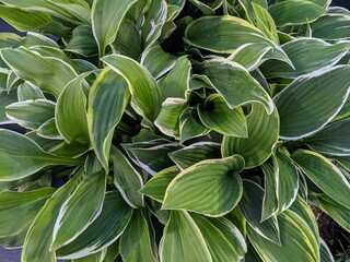 Naklejka na ściany i meble Elegant variegated leaves of a houseplant