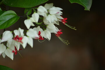 Clerodendrum thomsoniae is a species of flowering plant in the genus Clerodendrum of the family...
