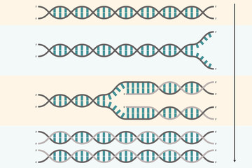DNA replication. Process by which a double stranded DNA molecule is copied to produce two identical DNA molecules.