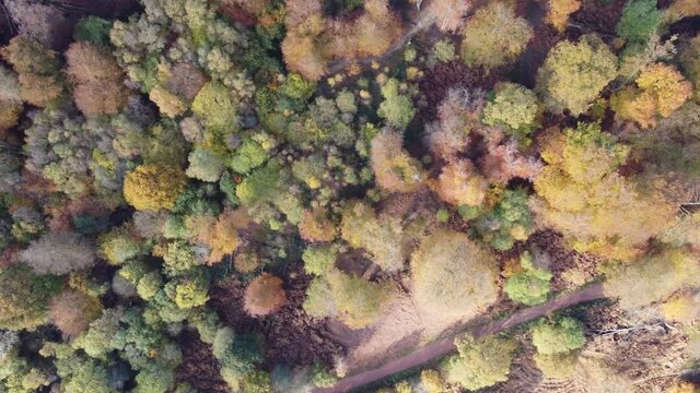 Epping forest in Autumn , vibrant tree colours sunny day aerial drone high overhead birds eye view