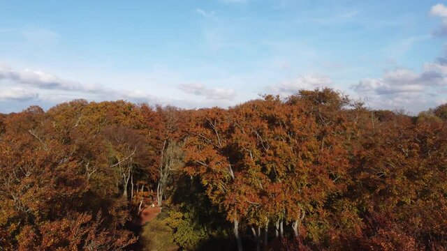 Epping forest in Autumn , vibrant tree colours sunny day aerial drone rising over trees footage