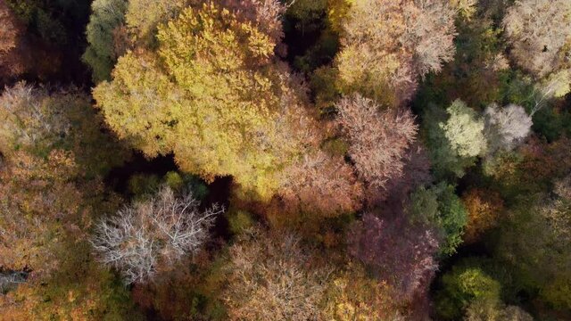 Epping forest England  UK in Autumn vibrant tree colours sunny day aerial drone overhead 4K