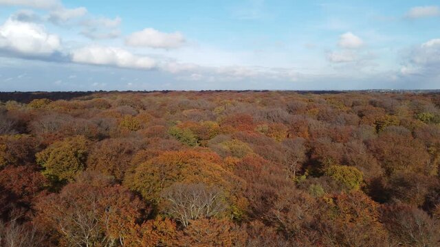 Epping forest in Autumn , vibrant tree colours sunny day aerial drone pan footage