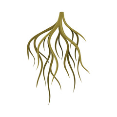 Root system, underground stem, rootstalk. Botany or dendrology design element vector illustration