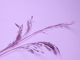 One branch of dry grass on a lilac background diagonally, flatlay
