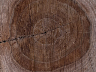 Saw cut texture with annual rings and cracks. Old tree stump as background. Construction Background. Stump of tree felled. Slice wood.