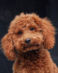Cute miniature poodle with peach fur against dark background