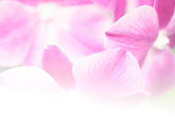 Obraz na płótnie Canvas pink phalaenopsis orchid