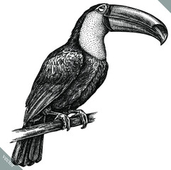 black and white engrave isolated toucan illustration © Turaev