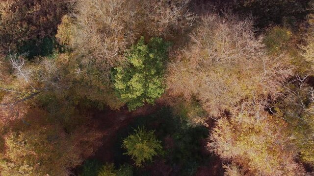 Epping forest in Autumn , vibrant tree colours sunny day rising aerial drone crane shot