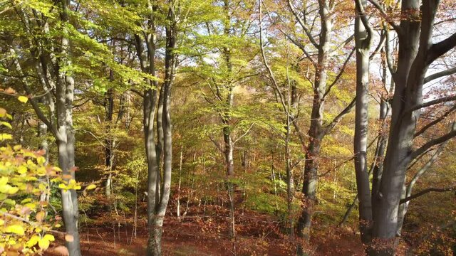 Epping forest England  UK in Autumn vibrant tree colours sunny day aerial drone rising through tree canopy
