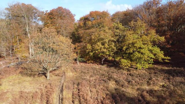 Epping forest UK in Autumn , vibrant tree colours sunny day aerial crane shot