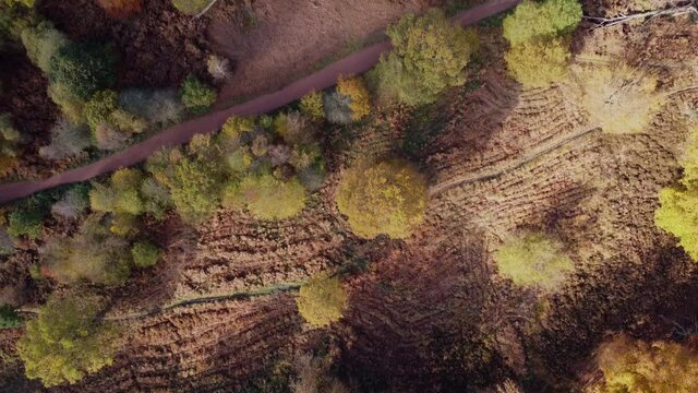 Epping forest in Autumn , vibrant tree colours sunny day aerial drone overhead birds eye view