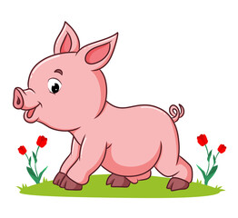 The pig is playing the garden