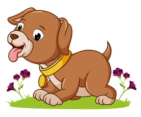 the cute dog playing in the garden