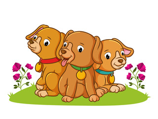 The three puppy are sitting in the garden