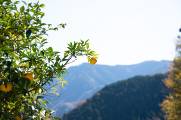 冬の空に美しい柚子のと田舎の山の写真　アップ　コピースペースあり