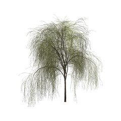 Fototapeta premium Green willow, tree on white background. Graphic, illustration, icon, image.