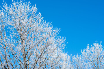 Winter trees. Frosty weather. Christmas holiday. Outdoors beauty. Serene wintry cold landscape scenery of rime frozen branches covered in white snow on blue morning clear sky.