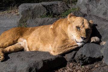 Fototapeta na wymiar 眠るメスライオン　Sleeping Female Lion