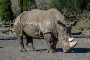 Obraz premium シロサイ WHITE RHINOCEROS
