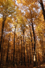 Fototapeta premium autumn in the forest