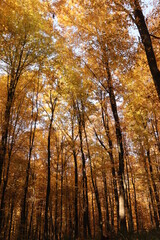autumn forest in the morning