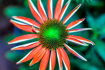 Orange Cone Flower bloom with curled petals