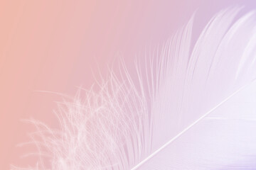 Beautiful Macro Photo of White Feather on Pastel Pink Background.