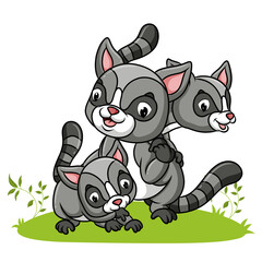 The three raccoon are playing together in the park