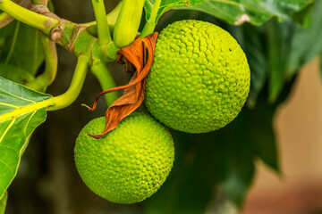 Green Breadfruit Jackfruit Moorea Tahiti
