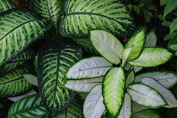 Dumbcane Leaves, a species of Dumbcanes leaf background