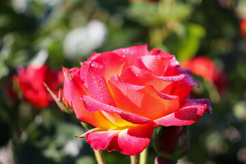 close up of red rose