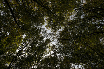Autumn tnature. Dead bird cherry leaves on a green sky background