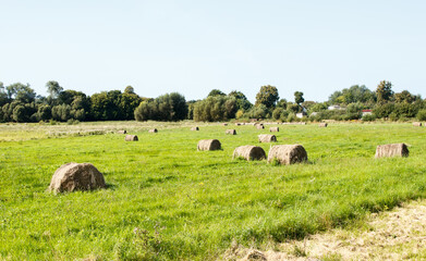 field with bales of harvested hay